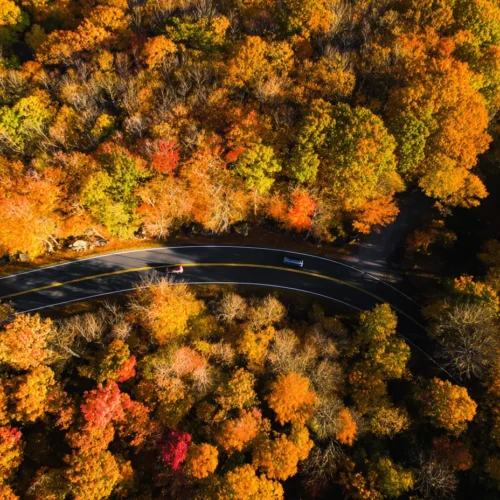 overhead shot of winding road surrounded by fall foliage
