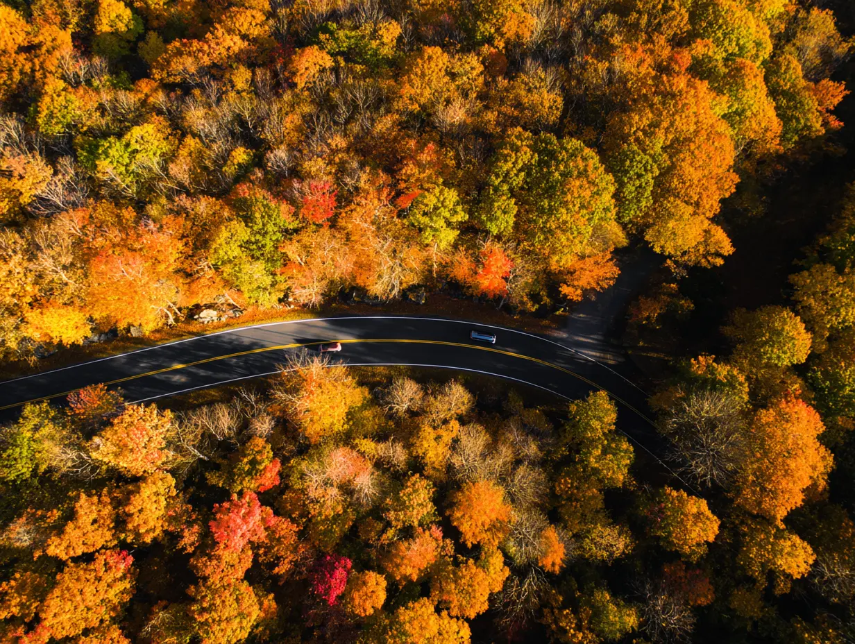 overhead shot of winding road surrounded by fall foliage